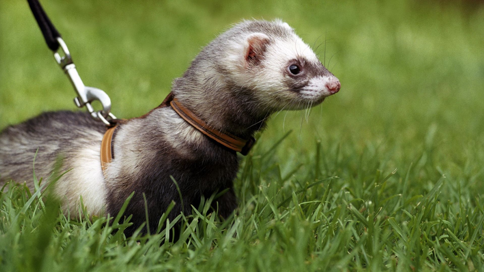Animal Behavior